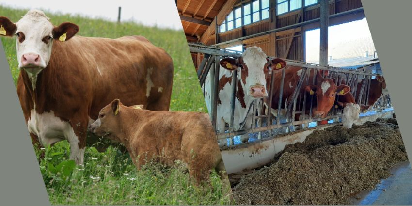 zwei Bilder, davon eines mit Mutterkuh und Kalb sowie Milchkühe im Fressgitter am Futtertisch