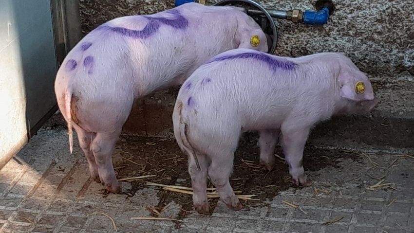 Schweine von hinten fotografiert in ihrer Buch bei der Tränkevorrichtung 