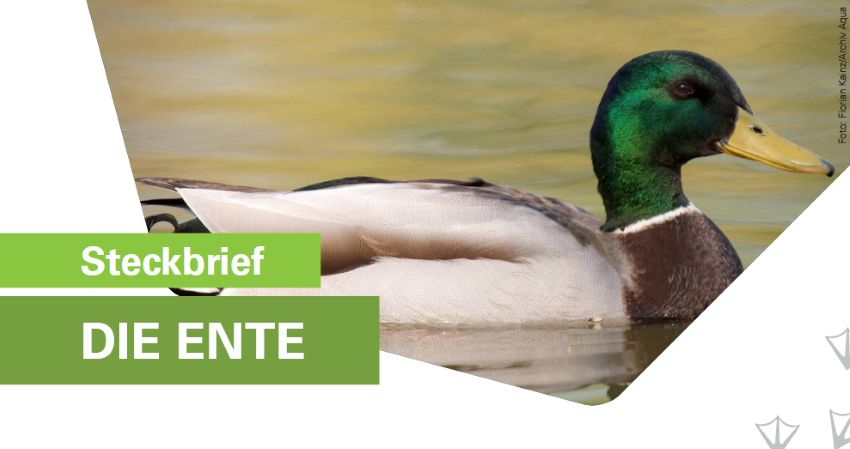 Eine Ente die im Wasser schwimmt