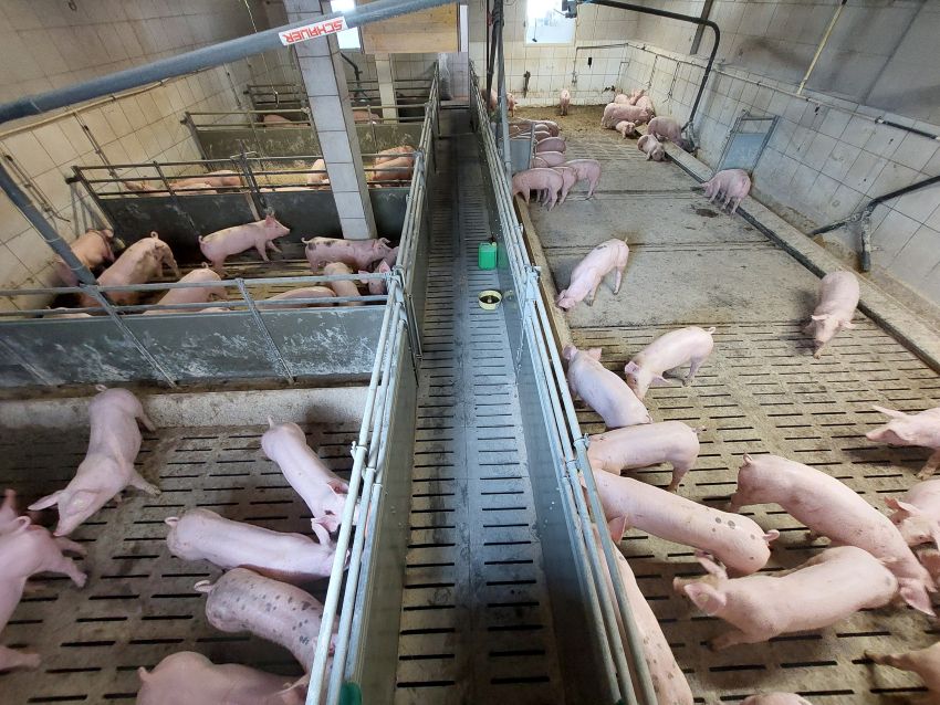 Schweinestall von innen zu sehen mehrere Buchten in den Schweinen gehalten werden 