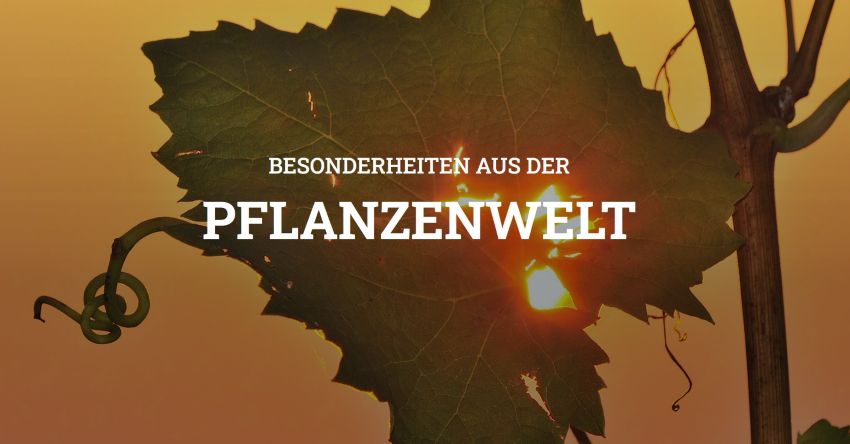 Ein Weinblatt im Hintergrund leuchtet die Sonne durch darüber steht `Besonderheiten aus der Pflanzenwelt`