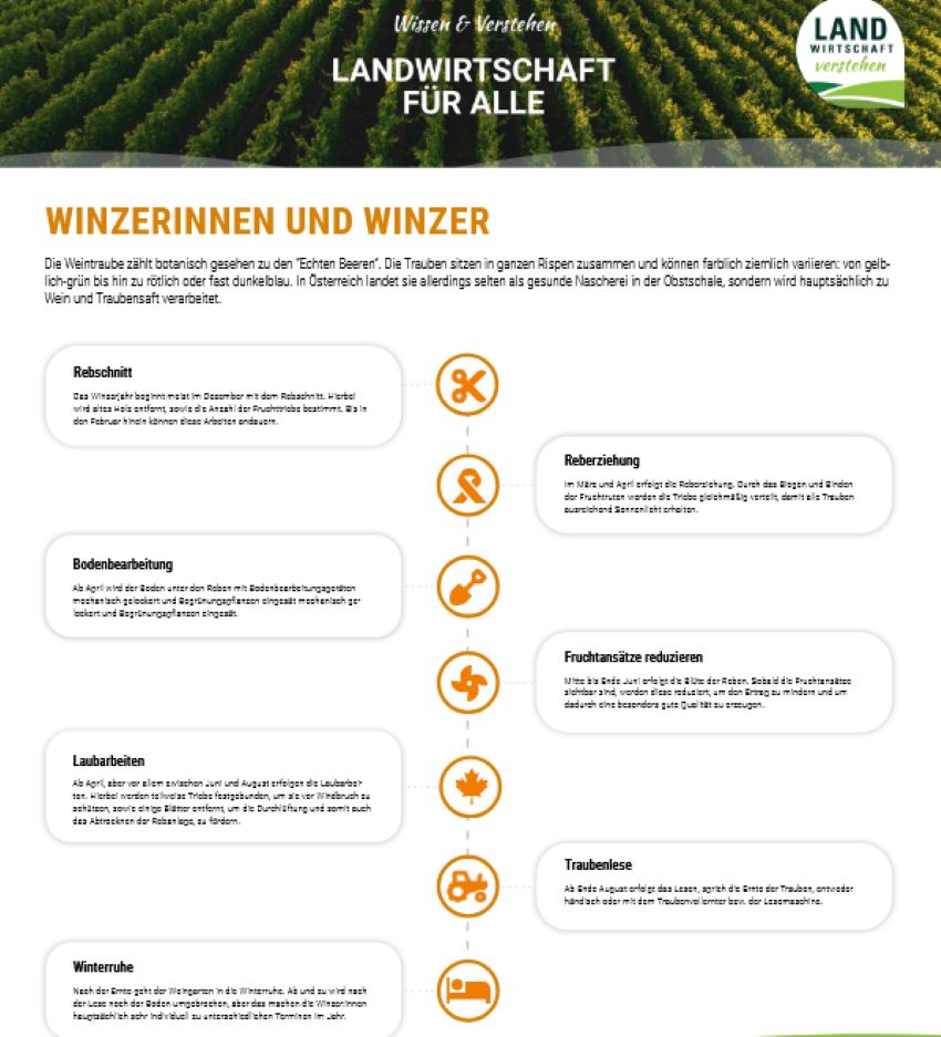 Ausschnitt der Infografik 'Winzer:innen Arbeit im Jahreskreis' die anfallenden Arbeiten des gesamten Jahres werden aufgezählt