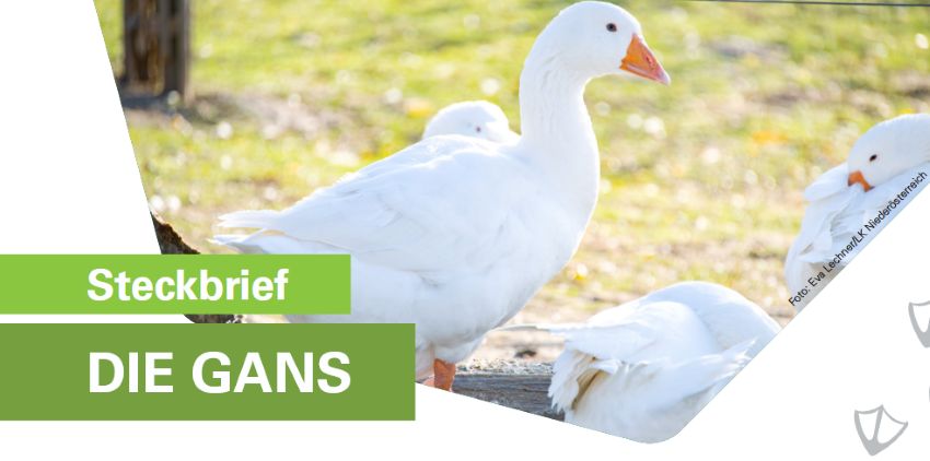 Gänse im Auslauf