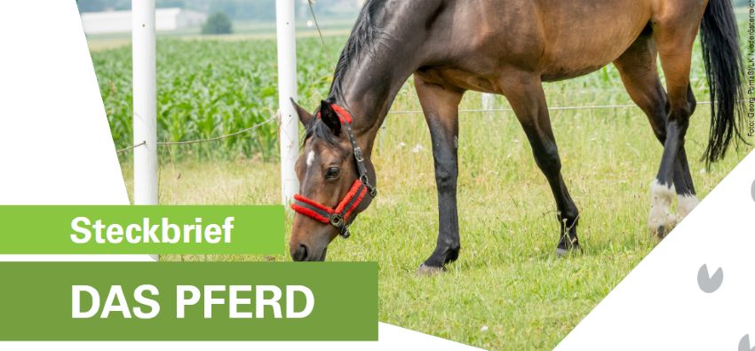 ein Pferd auf der Koppel
