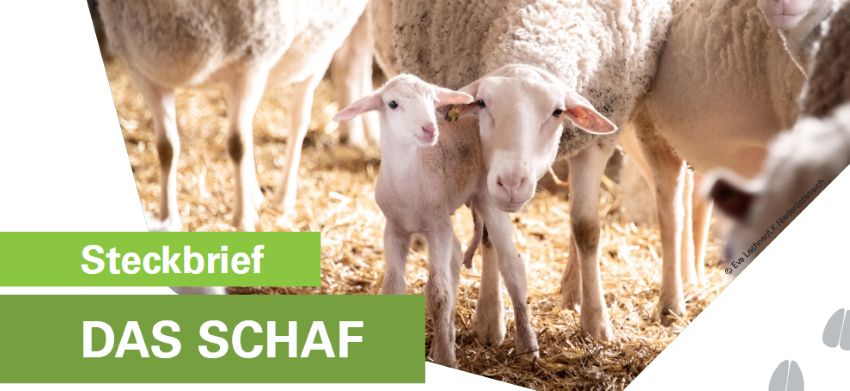 Mutterschaf und Lämmchen in der Herde