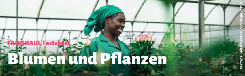 Ausschnitt vom Factsheet Blumen und Pflanzen - zu sehen ist eine Frau bei der Rosenernte