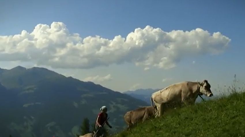 eine Frau mit Wanderstock und Kühe beim Almauftrieb