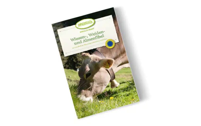 eine Kuh auf der Weide, die Gras frisst und eine Kuhglocke trägt