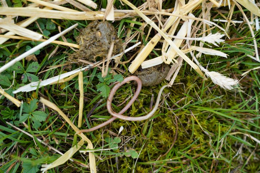 Wurm und Kot auf einer Wiese zwischen Stroh