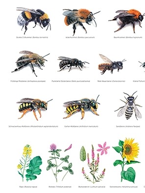 Abbildung von verschiedenen Bienenarten und Futterpflanzen