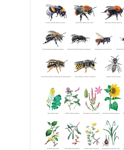 Abbildung von verschiedenen Bienenarten und Futterpflanzen