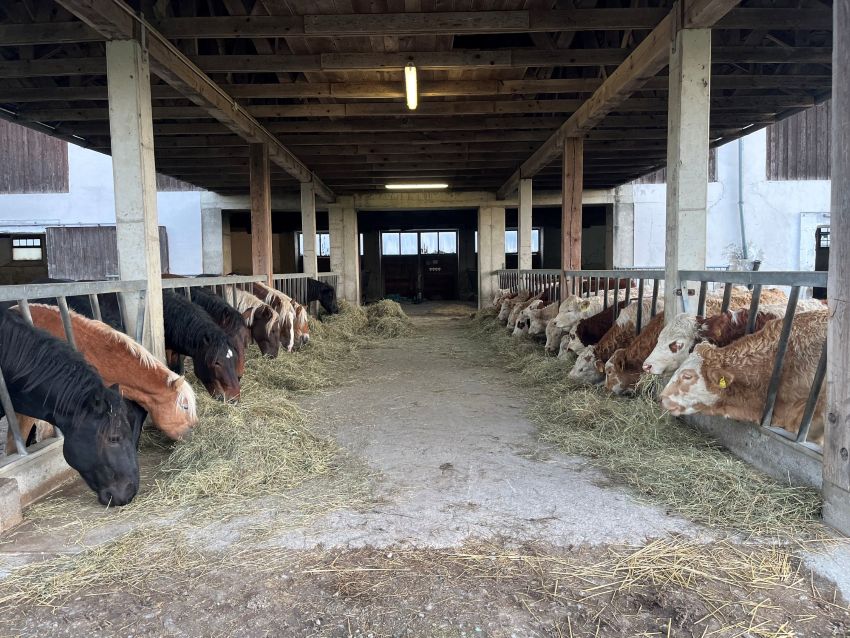 links Pferde und rechts Mutterkühe in einem Stall die gerade Heu fressen