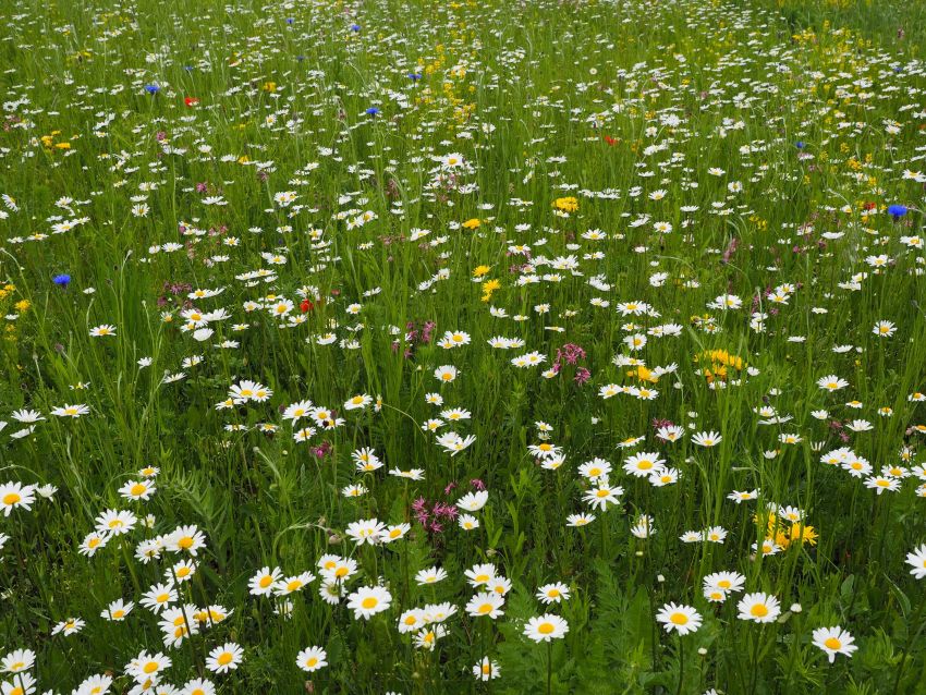 Blumenwiese