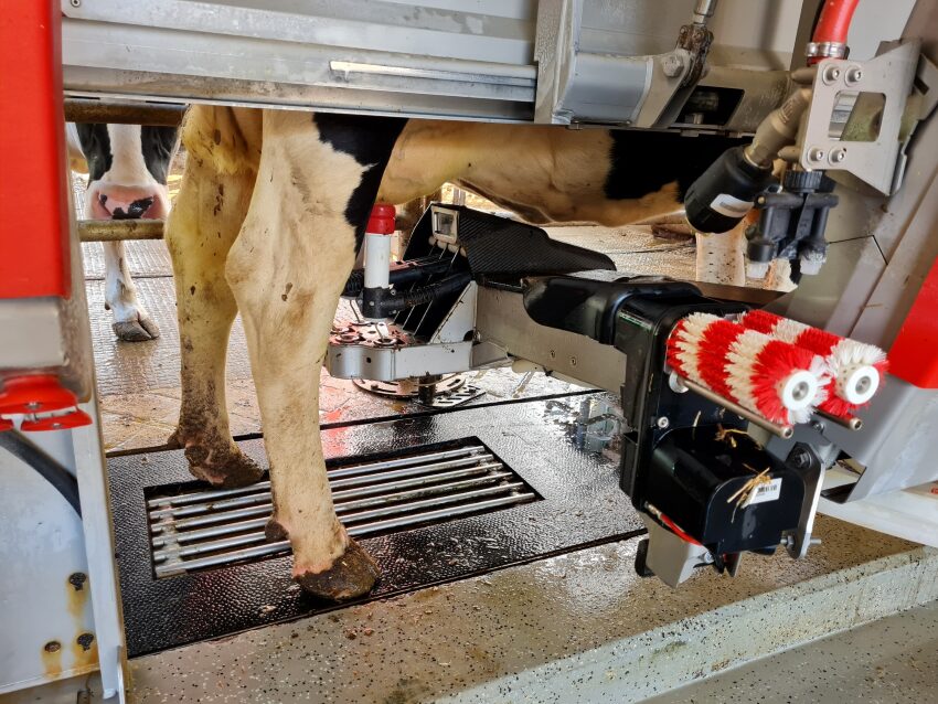 Melkroboter der gerade eine Milchkuh melkt