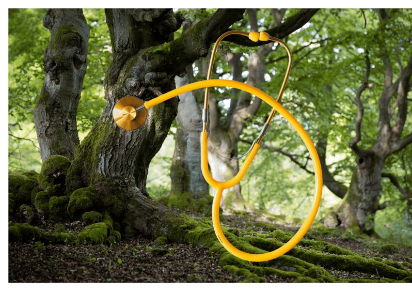 der Wald und eine Abbildung eines Stethoskop