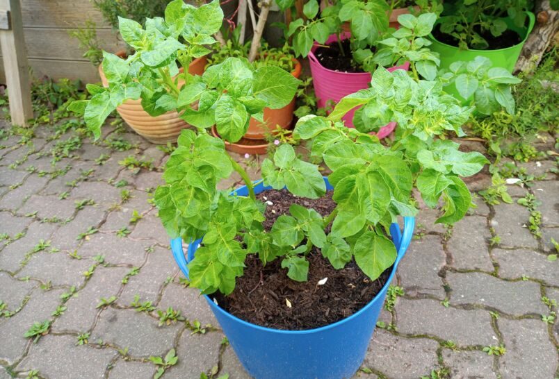 Kartoffelpflanze im Kübel, dahinter stehen noch weitere Pflanzen