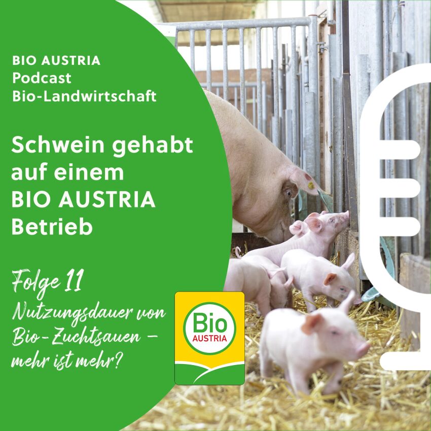 Sau mit Ferkel im Stall mit Strohboden