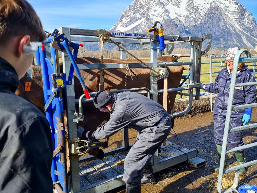 Landwirt bei der Klauenpflege eines Rindes