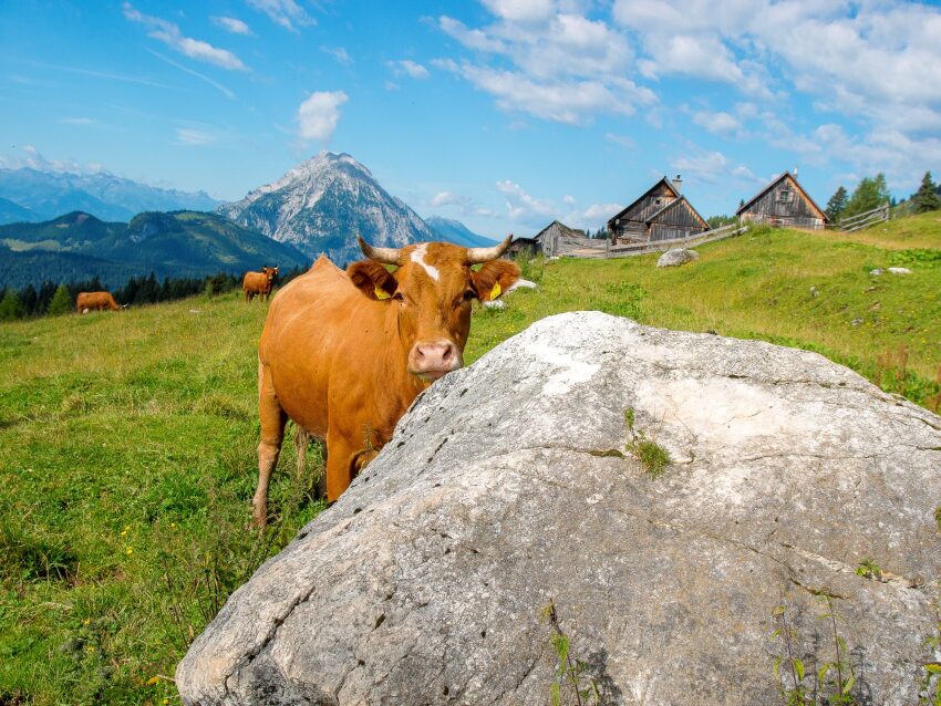Kuh auf der Alm hinter einen großen Felsen, im Hintergrund die Berge