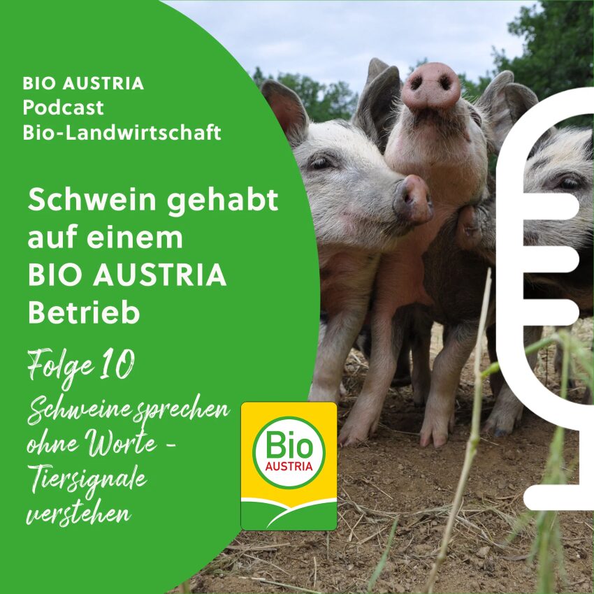 glückliche Schweine im Freien