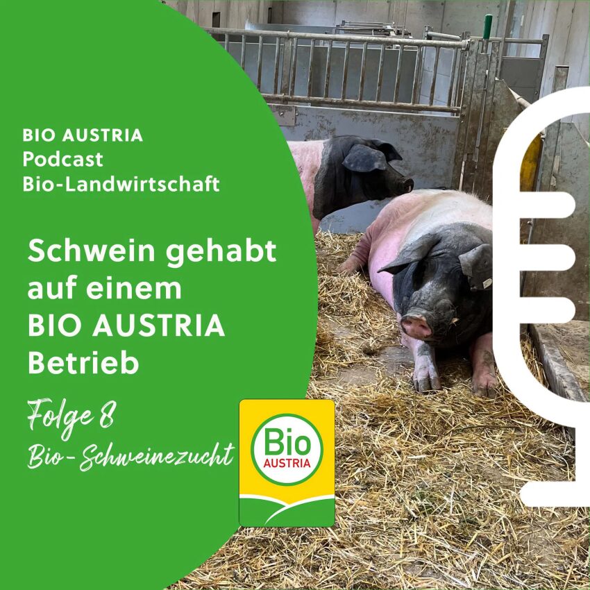 Schweine liegen auf Stroh im Stall