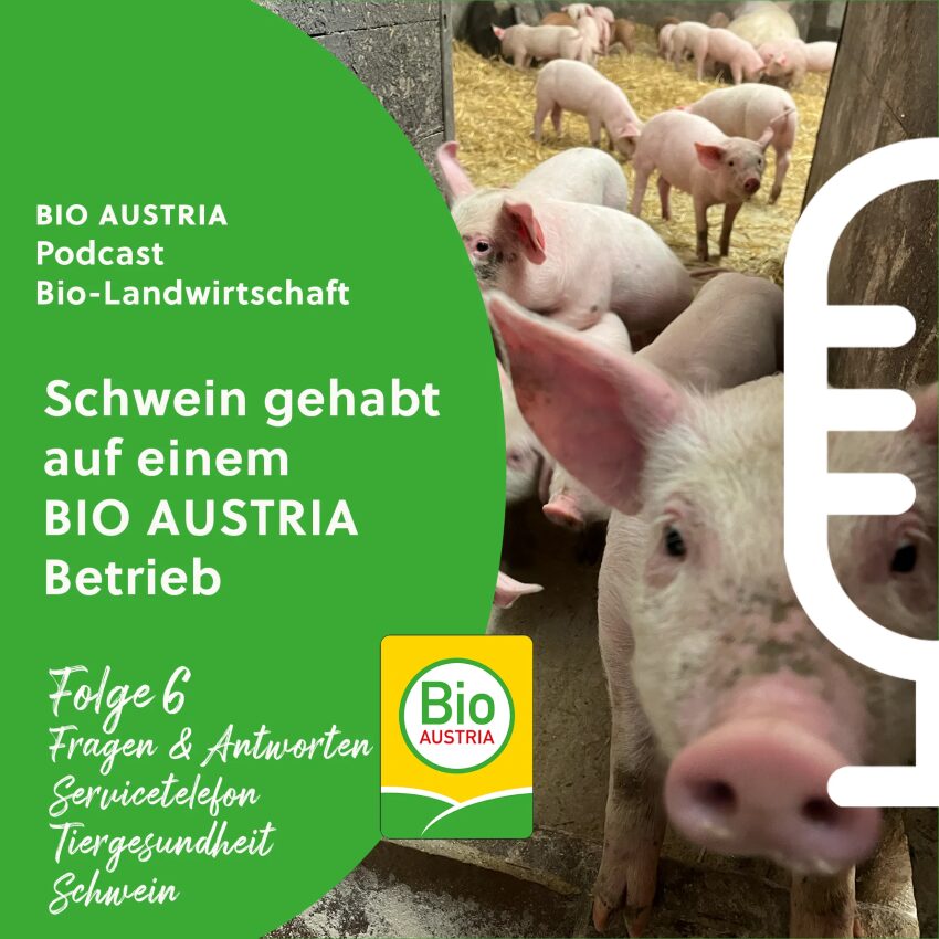 viele Schweine im Stroh