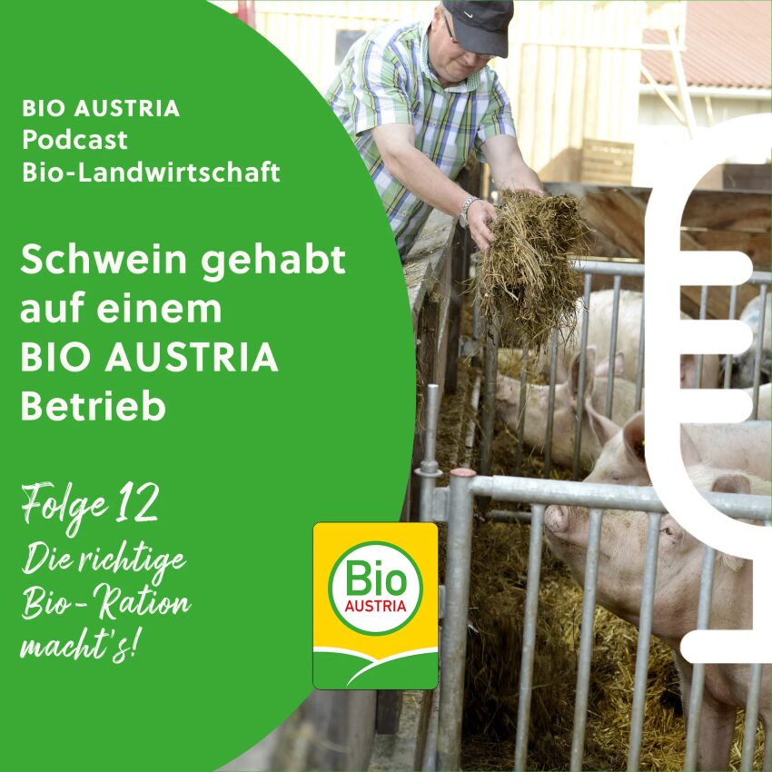 Landwirt füttert Schweine mit Heu