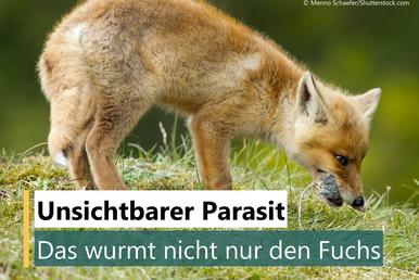 Fuchs mit einem Nagetier im Maul