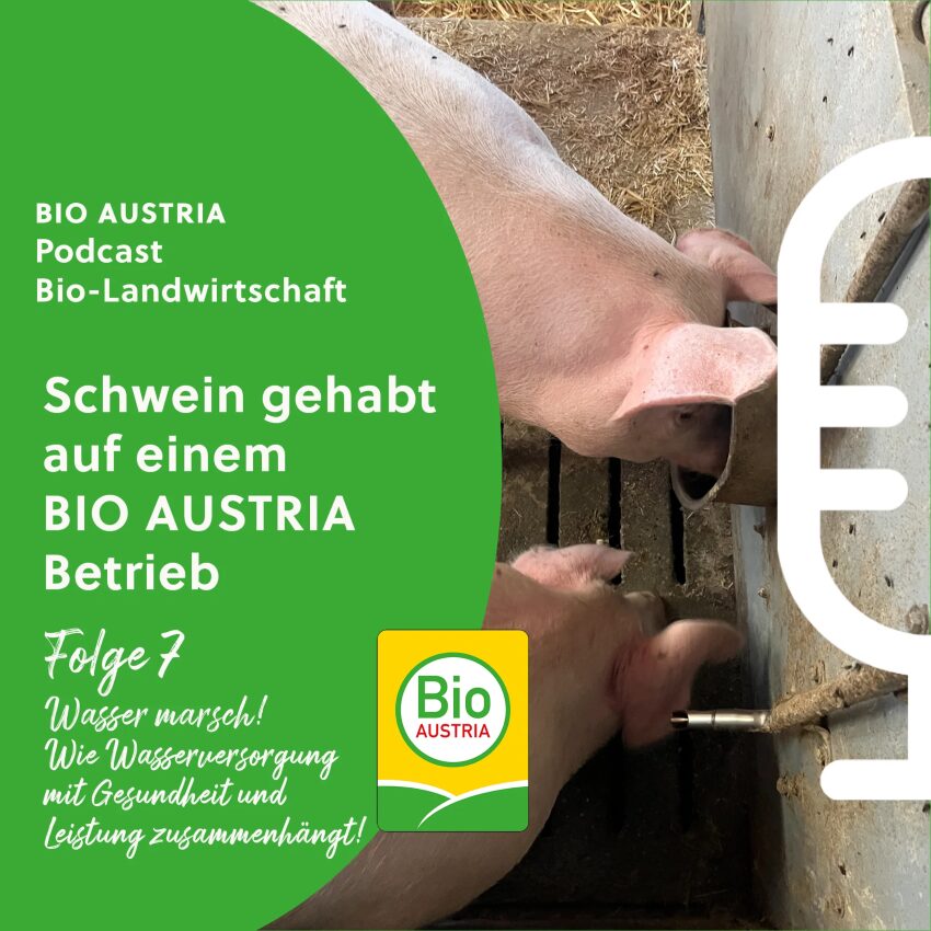 Schweine beim Trinken im Stall