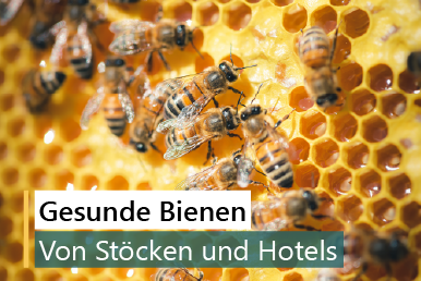 Honigwaben mit vielen Bienen