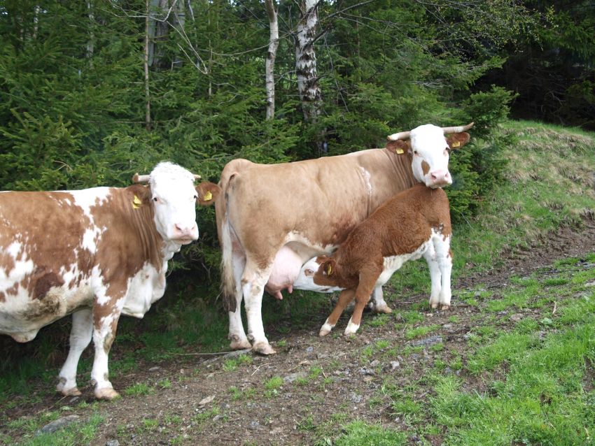 Mutterkühe und Kalb auf der Alm