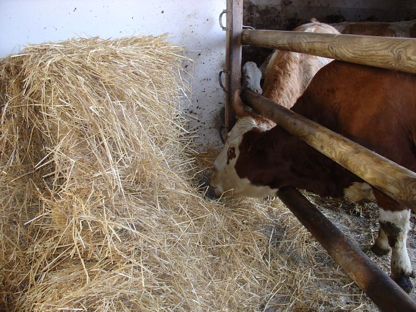 zwei Rinder im Stall die Heu fressen