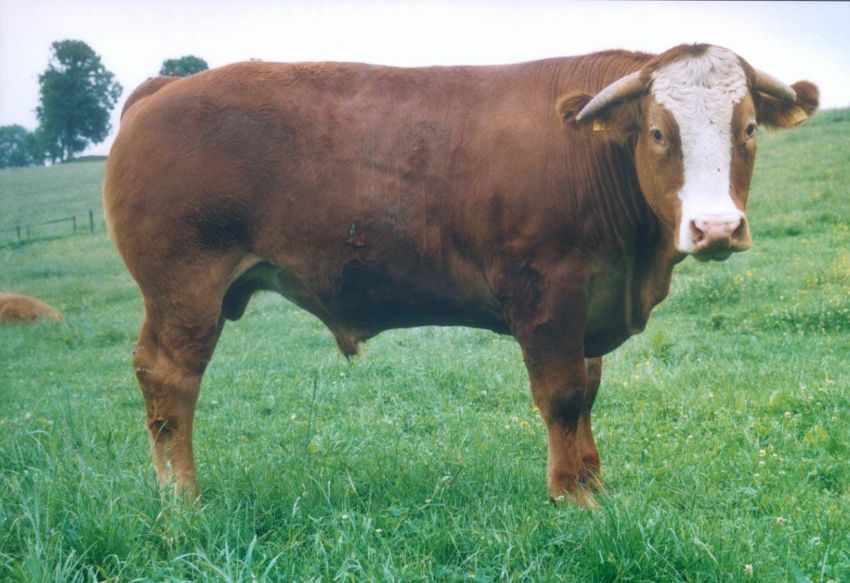 ein Rind auf der Weide