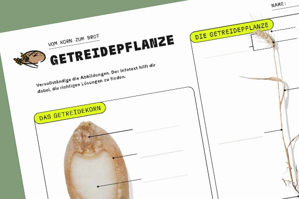 Ausschnitt eines Arbeitsblattes mit Teilen der Getreidepflanze die benannt werden müssen