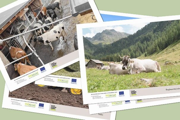 Überlappende Bilder im Postkartenformat, man sieht Kühe auf der Weide/Alm, Rinder im Stall, einen kleinen Ausschnitt eines Traktors auf dem Feld.