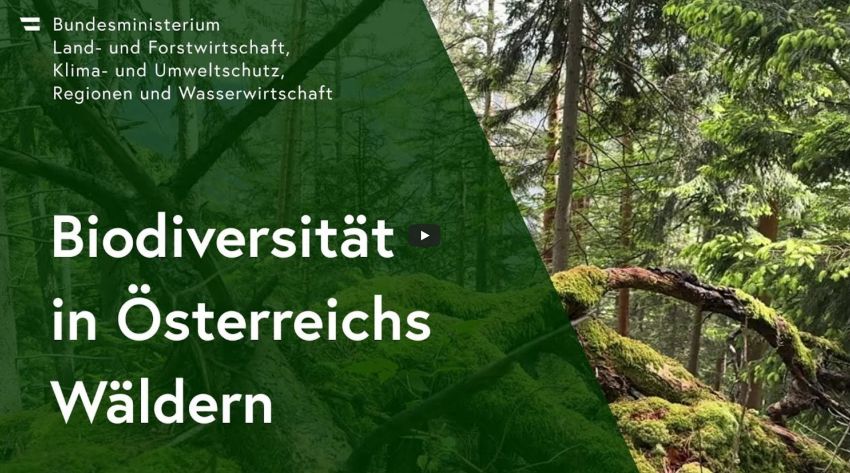 Biodiversität in Österreichs Wäldern - Bildausschnitt von einem Wald