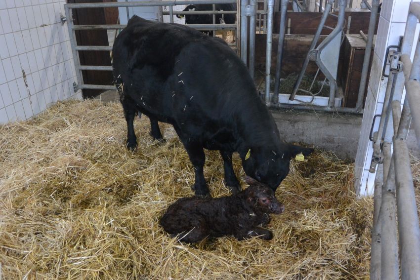Ein junges Angus-Kalb wurde geboren - Mutterkuh und Kalb im Stall.