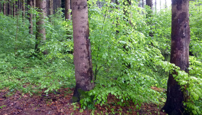 Ein Foto von einem Wald - man sieht viele Sträucher, Laub und Baumstämme.
