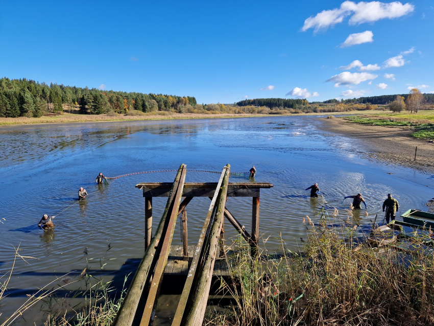 Waldviertler Karpfenteichwirtschaft - ein Teich in dem Fischer Karpfen fangen und ein paar Hölzer, die mal ein Steg waren.