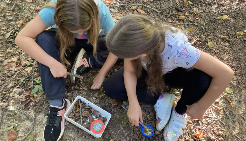 Kinder die Insekten in einem Gefäß im Wald untersuchen bzw. bestimmen