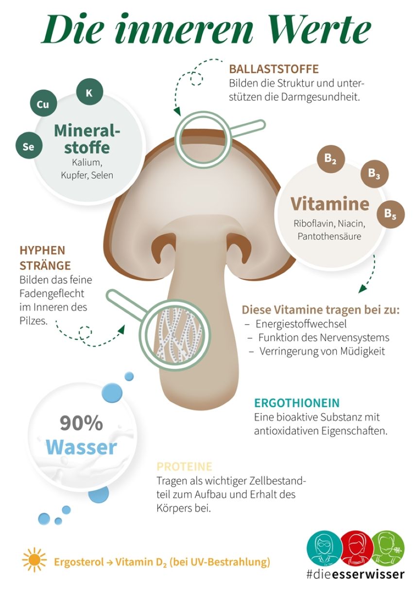 Grafik eines Pilzes und Details zu dessen 'innere Werte'