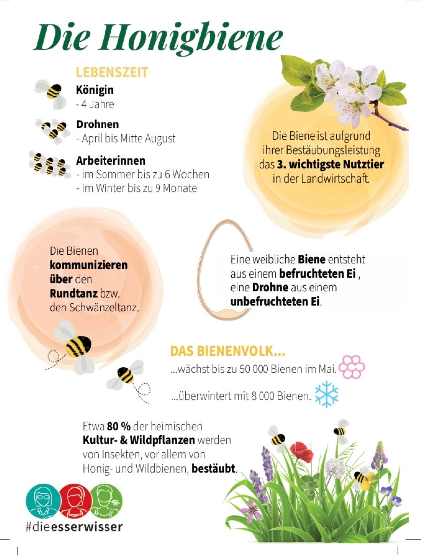 Kompakte Infos zur Honigbiene, schön dargestellt mit Bienen und Blumen.